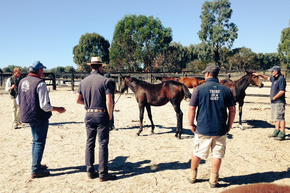 SwettenhamStud's tweet photo. Over 60 SS weanlings were inspected and assessed by @inglis_sales this morning! Terrific effort by all👍 #Premier2017 https://t.co/utEBaMQI6C