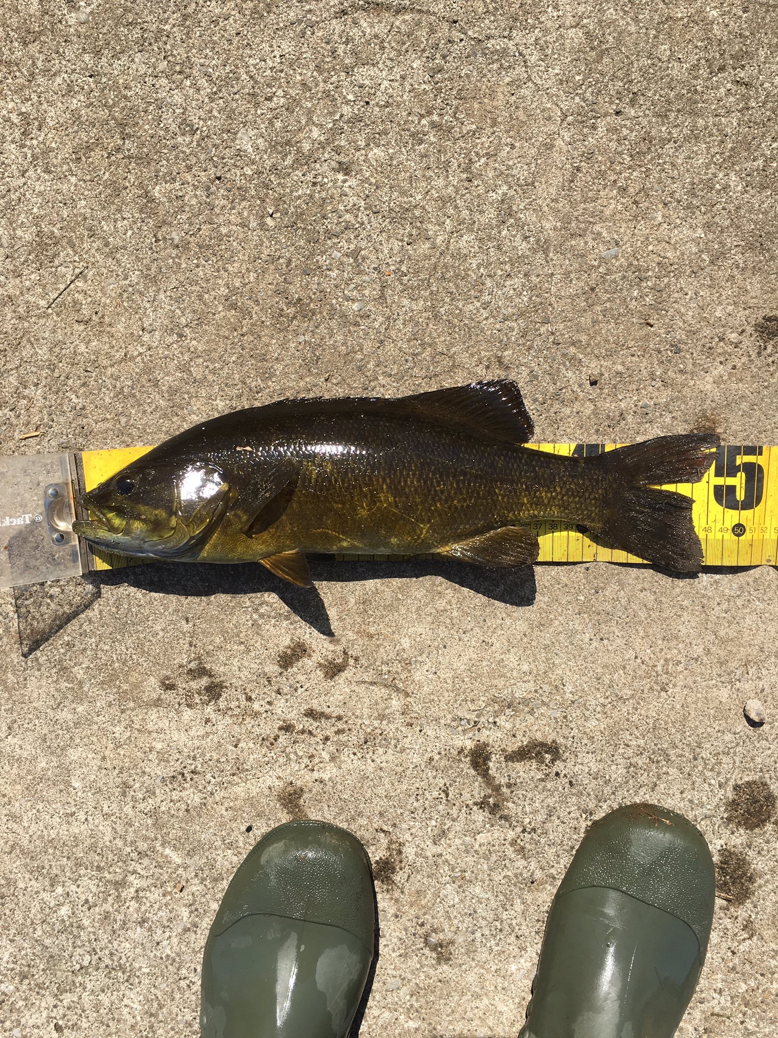 あらかわ スモールマウスバス48センチ めっちゃでかくて感動 最高記録更新しました 超嬉しい バス釣りしてる人 荒川水系の釣り人リツイート フォローよろしく スモールマウスバス バス釣り 釣り T Co Qicxh4pz65