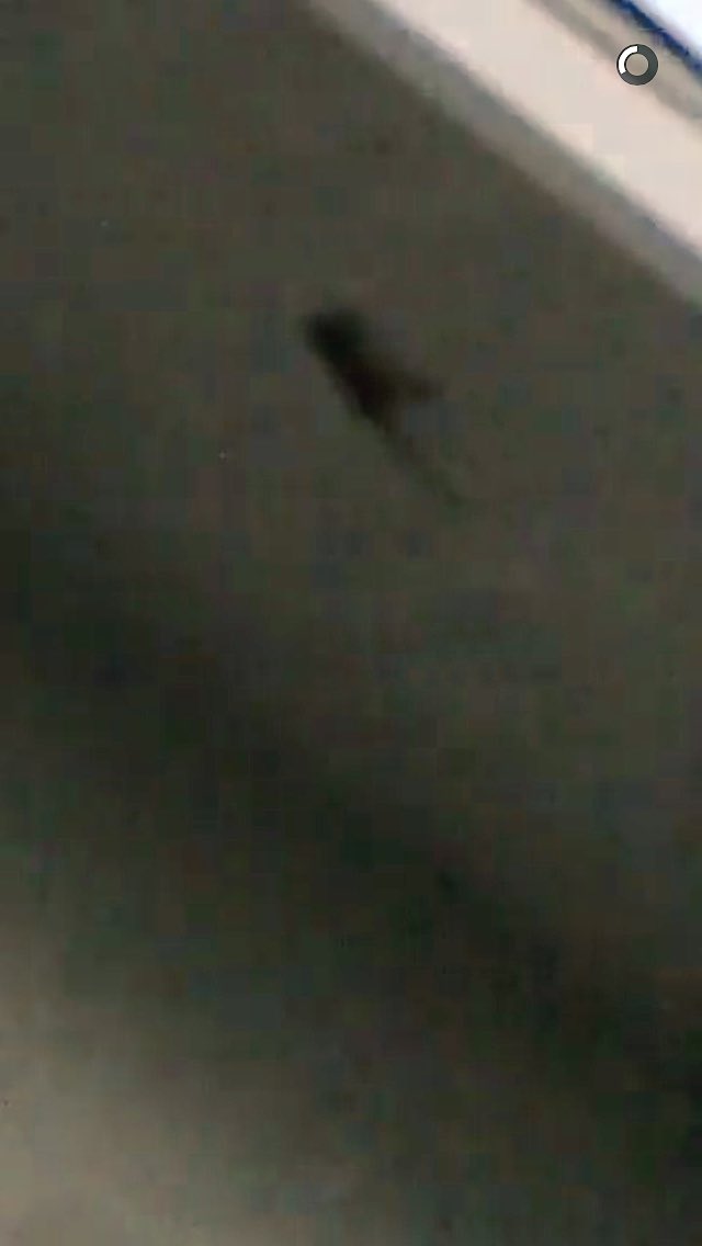 keyperfandom's tweet photo. Can't believe that the lizard is still there 😂💙 @itsDevanKey @itsannekey https://t.co/IDcTZdmvoh