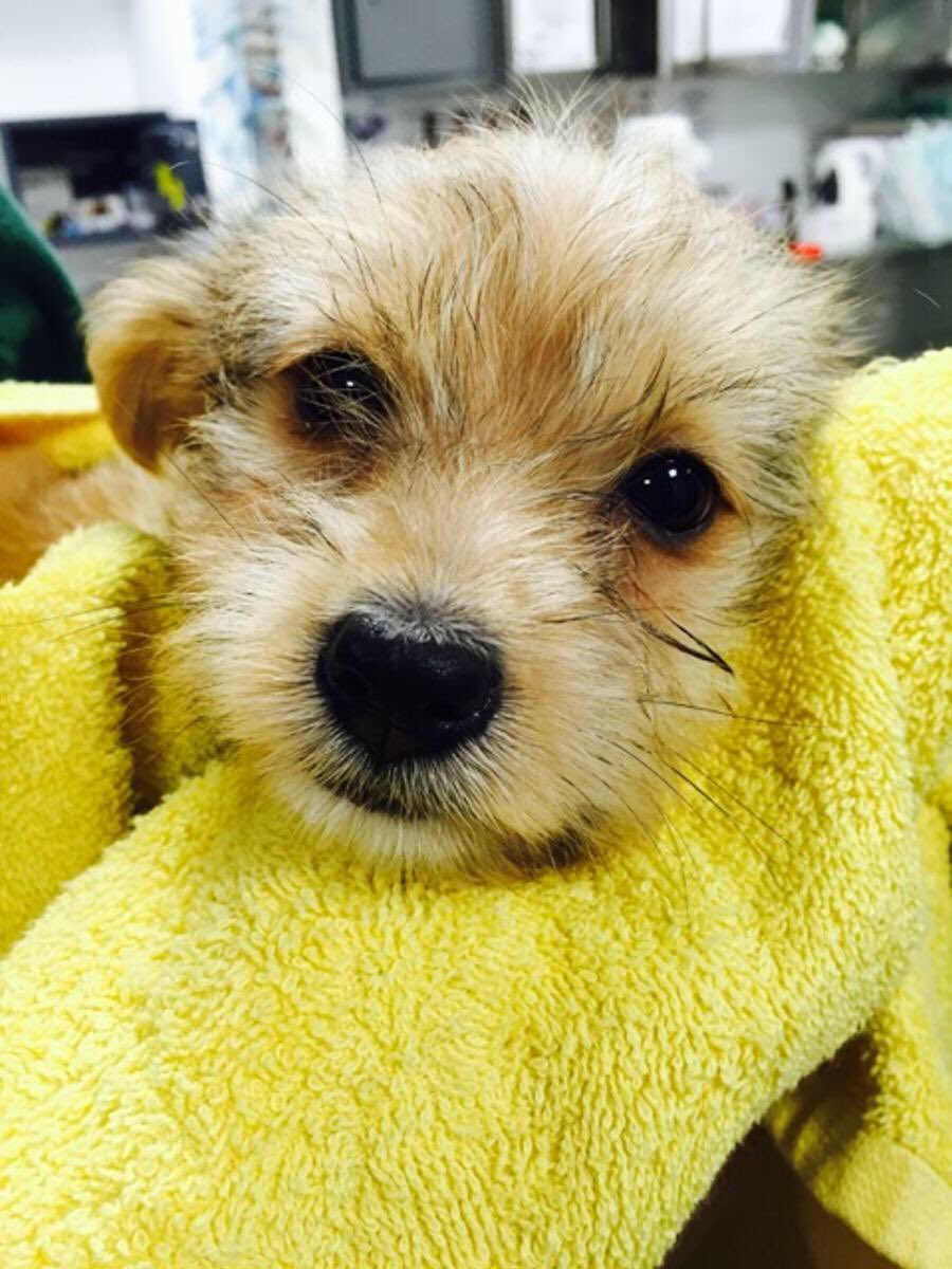 HelenVaughan24's tweet photo. Do you like my puppies?? Hear this little fella get microchipped at 1 @TodayFMNews #DidntHurt. New law from tomorrow https://t.co/nM9iT77WNM