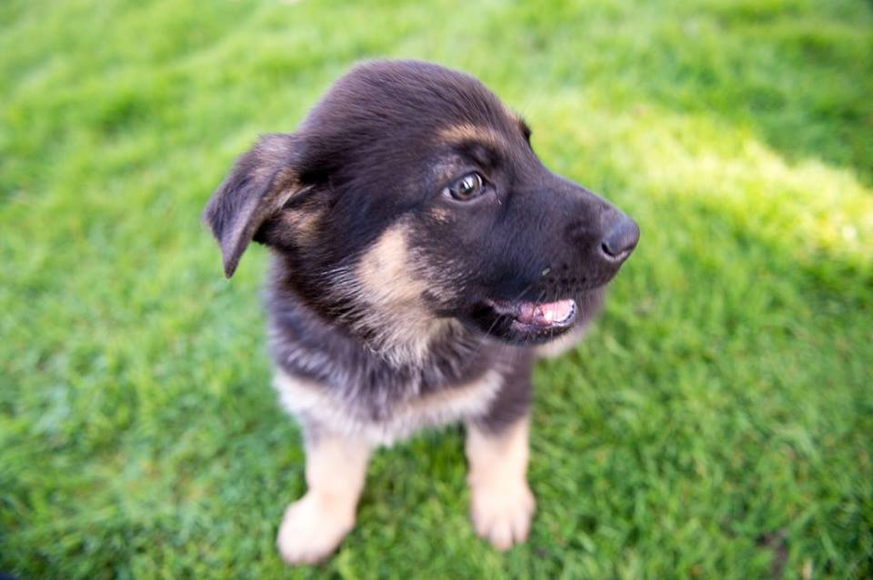 ThamesVP's tweet photo. Puppy Socialisers required for TVP. Warning: They don't stay this cute for long! https://t.co/HhNeAHBqpB https://t.co/Uh6ZihNRPa