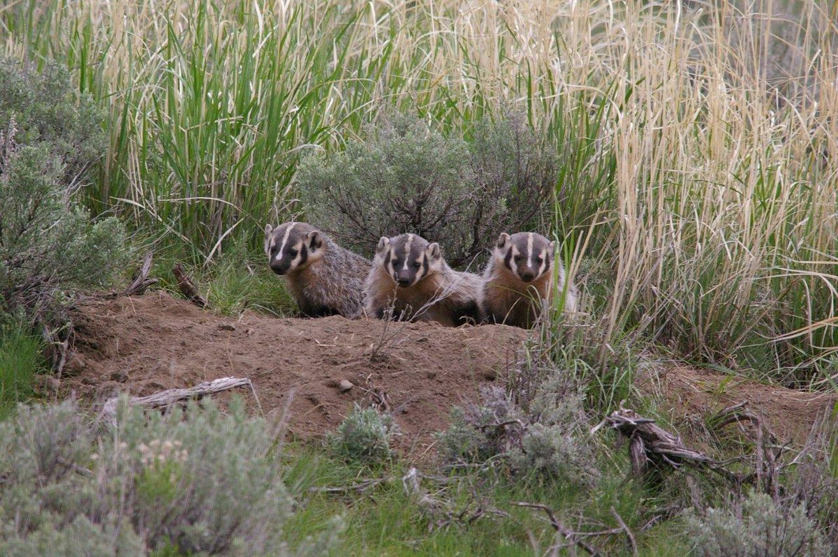 montanamalt's tweet photo. Three badgers scout their surroundings. Paul Sihler photo. @MontanaFWP @NRCS_MT @openlandmt https://t.co/P0R8e2xcjG