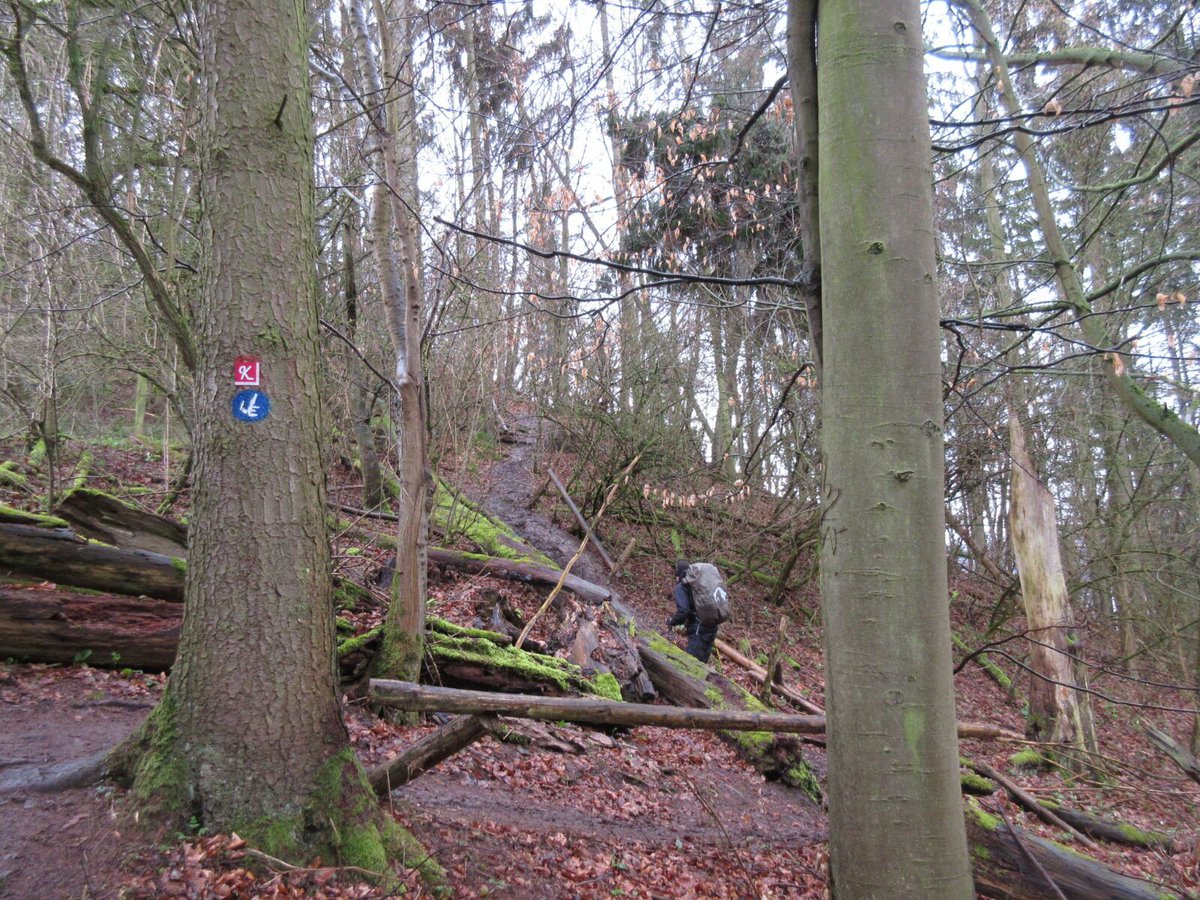 WeltreiseUL's tweet photo. #Urwaldsteig im #Nationalpark Kellerwald-#Edersee https://t.co/TJRknhQUwL
