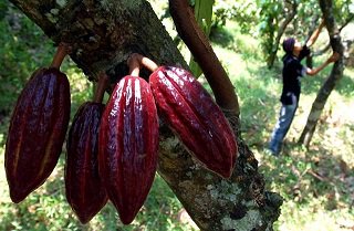 bisniscom_en's tweet photo. COCOA: Export Volume May Grow 6.12% This Year https://t.co/uT3WzT4yox https://t.co/IELNcWTQeP