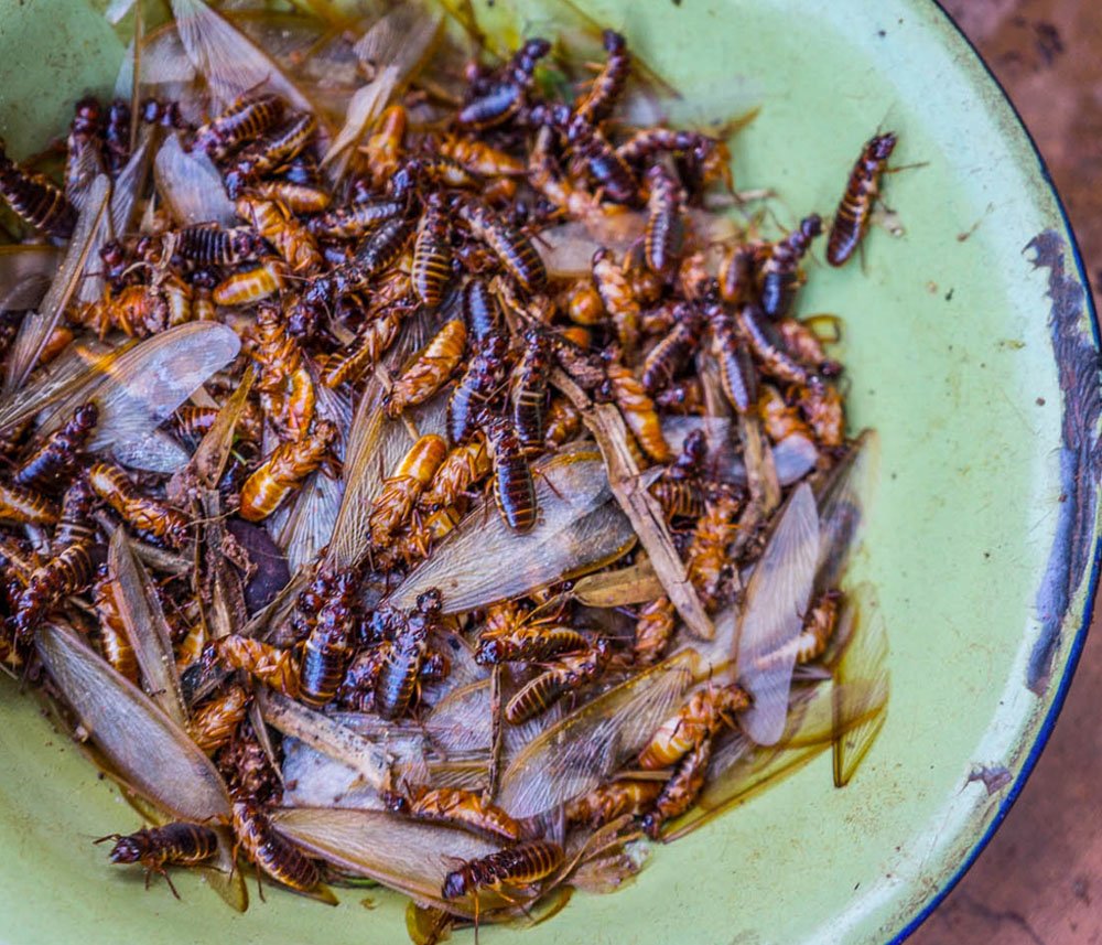 Insectéo tweet media