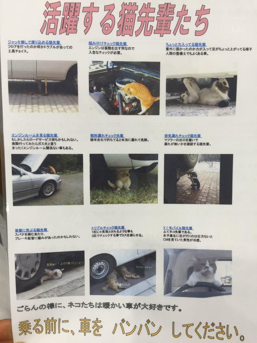 お茶揉みしいたけ Twitter પર 冬場 暖かい車のエンジンルームに猫が潜り込んで それに気付かずに発進してしまう事故が稀に起こるみたいです 乗車前にボンネットを叩いてその事故を防ぐ 猫バンバン というのを知りました 今年の冬からやっていこうと思います お茶揉みしいたけ Twitter પર 冬場 暖かい車のエンジンルームに猫が潜り込んで それに気付かずに発進してしまう事故が稀に起こるみたいです 乗車前にボンネットを叩いてその事故を防ぐ 猫バンバン というのを知りました 今年の冬からやっていこうと思います
