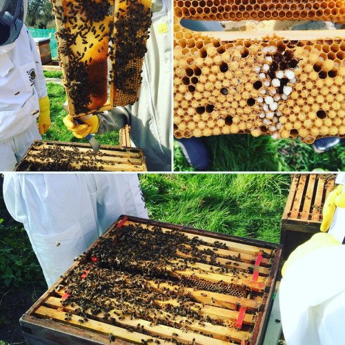 MaldonBeekeeper's tweet photo. #bees #bifa #hive #beekeeping #varroa #inspection #dmbka... https://t.co/dNqNafwD3G