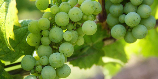 Dominiit's tweet photo. .wine e .vin: il Comune di Canelli registra i domini per… https://t.co/5ElqaDpviX #Brand_protection #Novità #_vin https://t.co/BcywZ7xGav