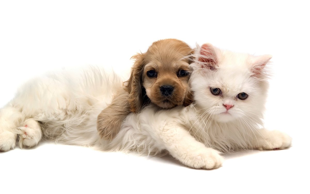 Cats rule the World! tweet media