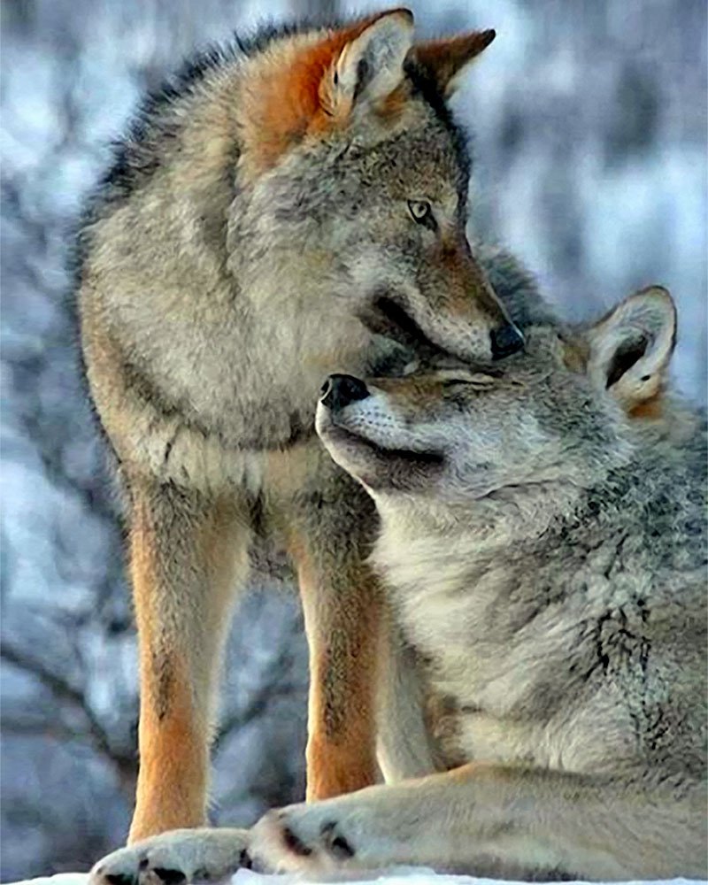 Fil_Link's tweet photo. Perché nessuno capisce il #Lupo?

#wolf https://t.co/2qLo9SrGIS
