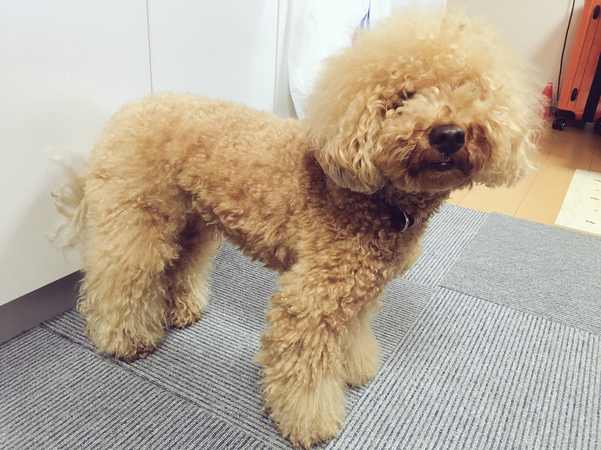 トイプードルこたろう 2ヶ月ぶりにトリミングに行ってきました かわいくなったね トイプードル こたろう 犬 Poodle Kotaro Dog トリミング ビフォー アフター T Co Bemi4erwqo Twitter