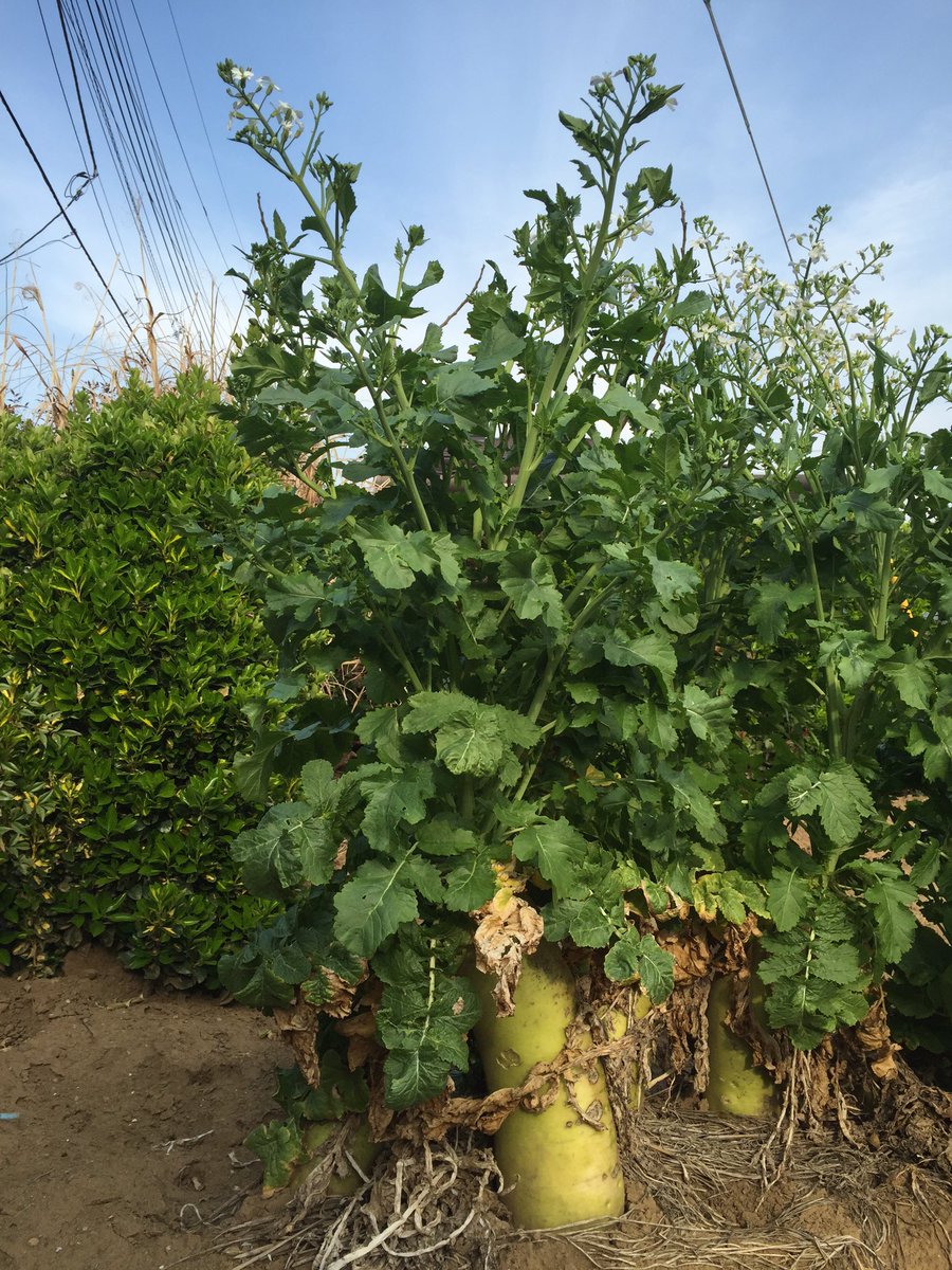 魔笛 お休み中 Kireinaotoda カリフラワー 花が咲いてしまった野菜シリーズ 筑波実験植物園にも そういうコーナーが設けられておりましてps Ps カリフラワーの花はブーケのようでなかなか素敵 一日一花 T Co W6fvhbugh2