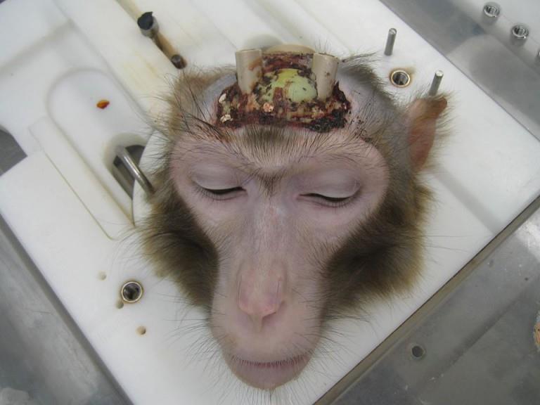 ruhithallon's tweet photo. https://t.co/fBfnHrxEYe Animal testing is so ugly, because it is so CRUEL ! #BoycottCambridge #WorldDayForLabAnimals