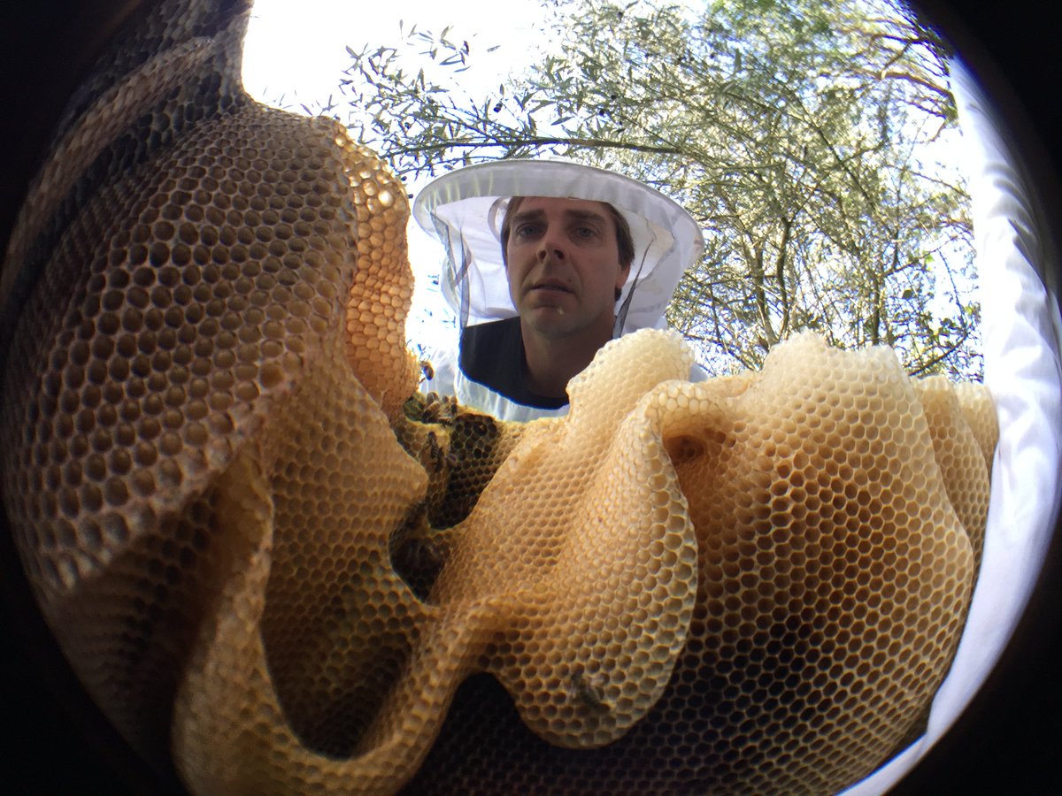 beardbellemag's tweet photo. New! Simon Mulvany, nature's Einstein, defender &amp; rescuer of bees: https://t.co/m02fC1vjjo https://t.co/8sQJU0k7An