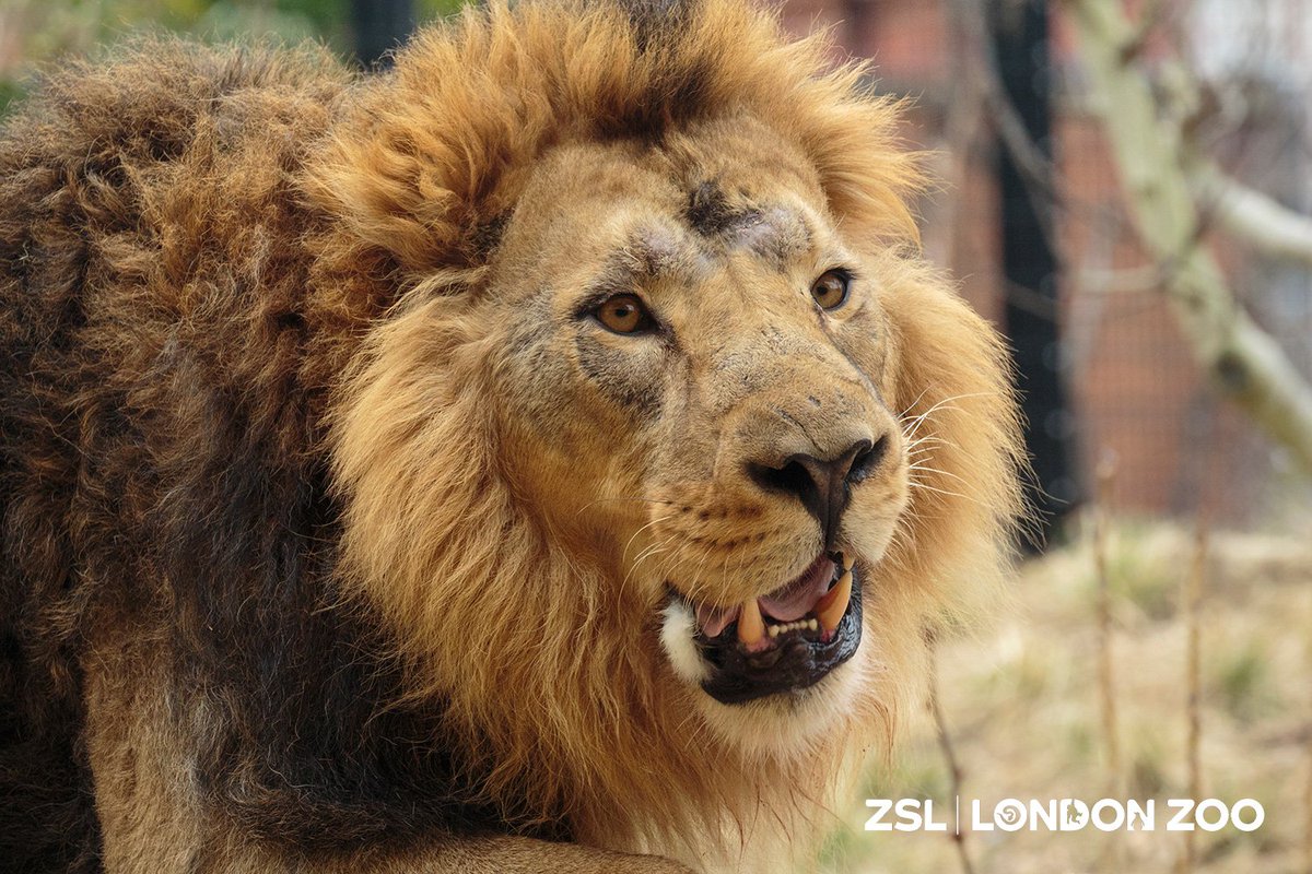 zsllondonzoo's tweet photo. There's a new guy in town, and his name's Bhanu. Make sure you come visit him at #LandoftheLions! https://t.co/vZEfANR8un