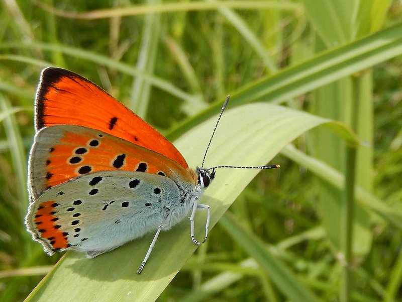 vlinderNL's tweet photo. Prachtig openingsfilmpje #Future4Butterflies #AnnettevanBerkel 2 pronkjuwelen: grote vuurvlinder & pimpernelblauwtje https://t.co/uAjjhsc9rf
