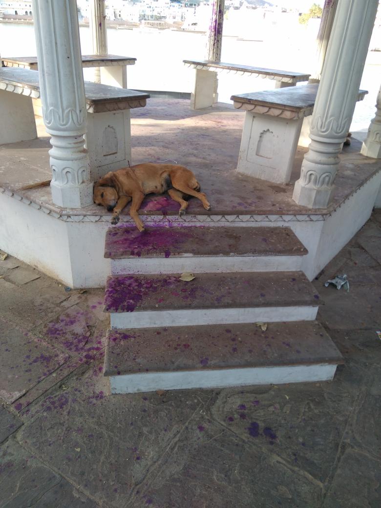 ElDicciomario's tweet photo. Murió, fue terrible...😂😂😂 #thisisindia #pureindia @TwitterIndia #vidaperra #holi https://t.co/GBVeJVeYH4