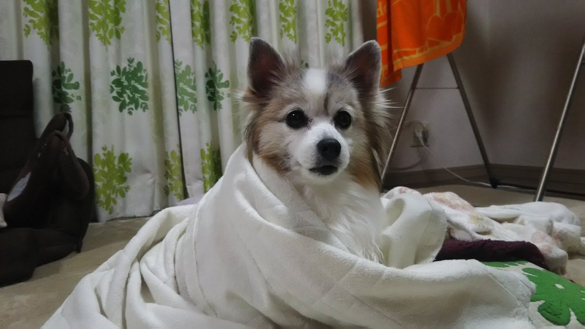 Dogs_Everyday's tweet photo. くるまってます。

#一日一犬

https://t.co/gR1RjKXeeU