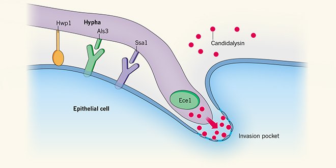 NatureNV's tweet image. C. albicans attacks human cells by releasing a toxic peptide called candidalysin (£) bit.ly/1RrS9XD
