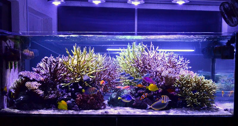 johnmilton050's tweet image. Lighting Up Your Aqurium With #MarineAquariumLedLights
bit.ly/234ghDx
#ledfishtanklight #aquariumlighting