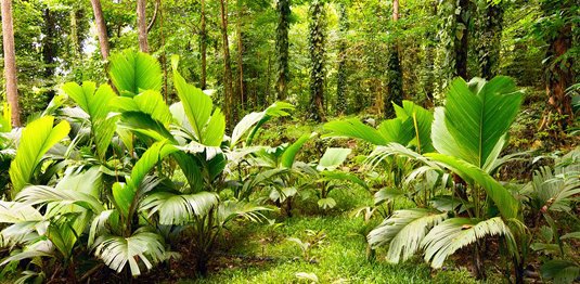 JSTORPlants's tweet photo. Assessing levels of biodiversity using innovative applications of modern taxonomic methods https://t.co/MDMWapy1s2 https://t.co/2wu8ADl5Uc