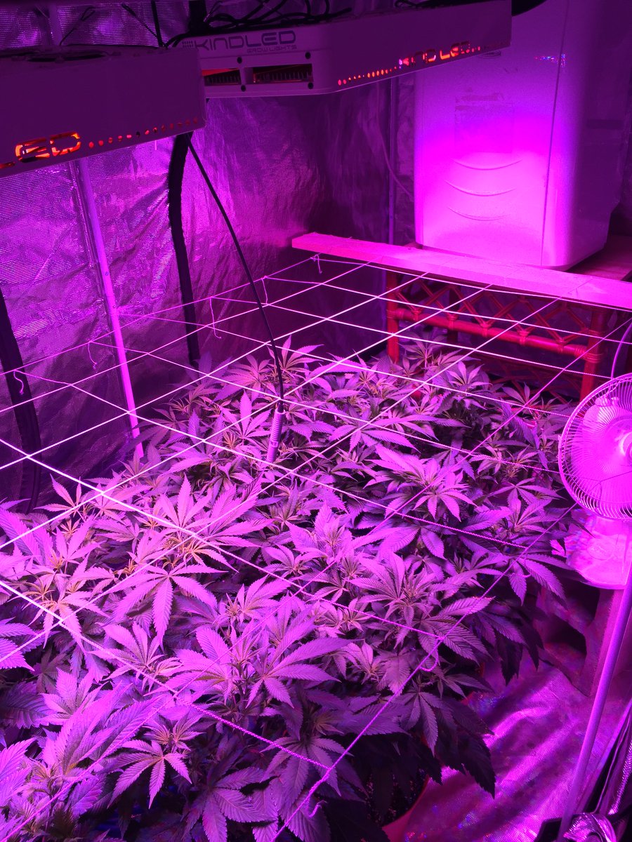 Few days into flower for the LED tent. Stay tuned 🌿 #flower #12/12 #LED