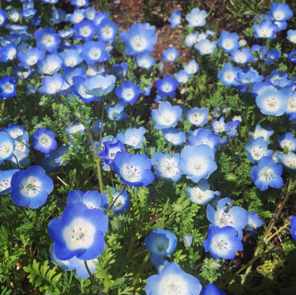 calacademy's tweet photo. Happiness is a bed of 🐝-attracting baby blue eyes, currently a-bloom on our Living Roof! Sown &amp; photo'd by Tim Wong https://t.co/iR3DxfTd9N