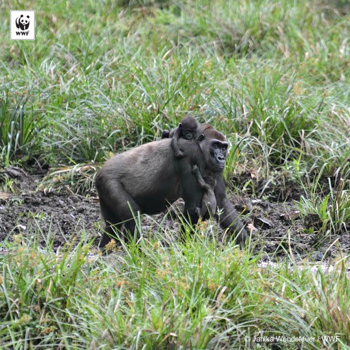 World_Wildlife's tweet photo. ICYMI: New photo of the first twins born to a habituated gorilla family in the Central African Republic! https://t.co/8b9lVnRHuY