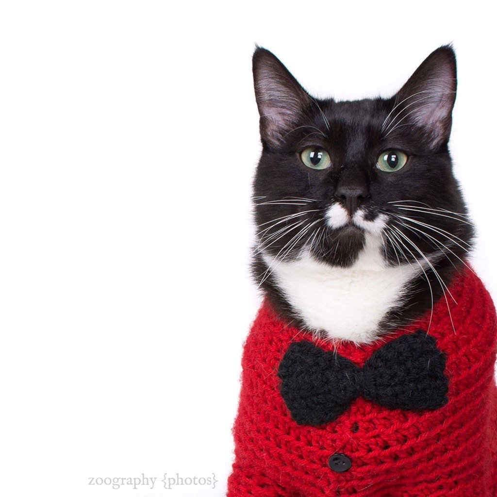 FurRSQ's tweet photo. Good morning from adoptable Harrison! #HarrisonForPresident #PresidentHarrison #AdoptMe https://t.co/0nohIX9JhF https://t.co/yfgFvVE2J2
