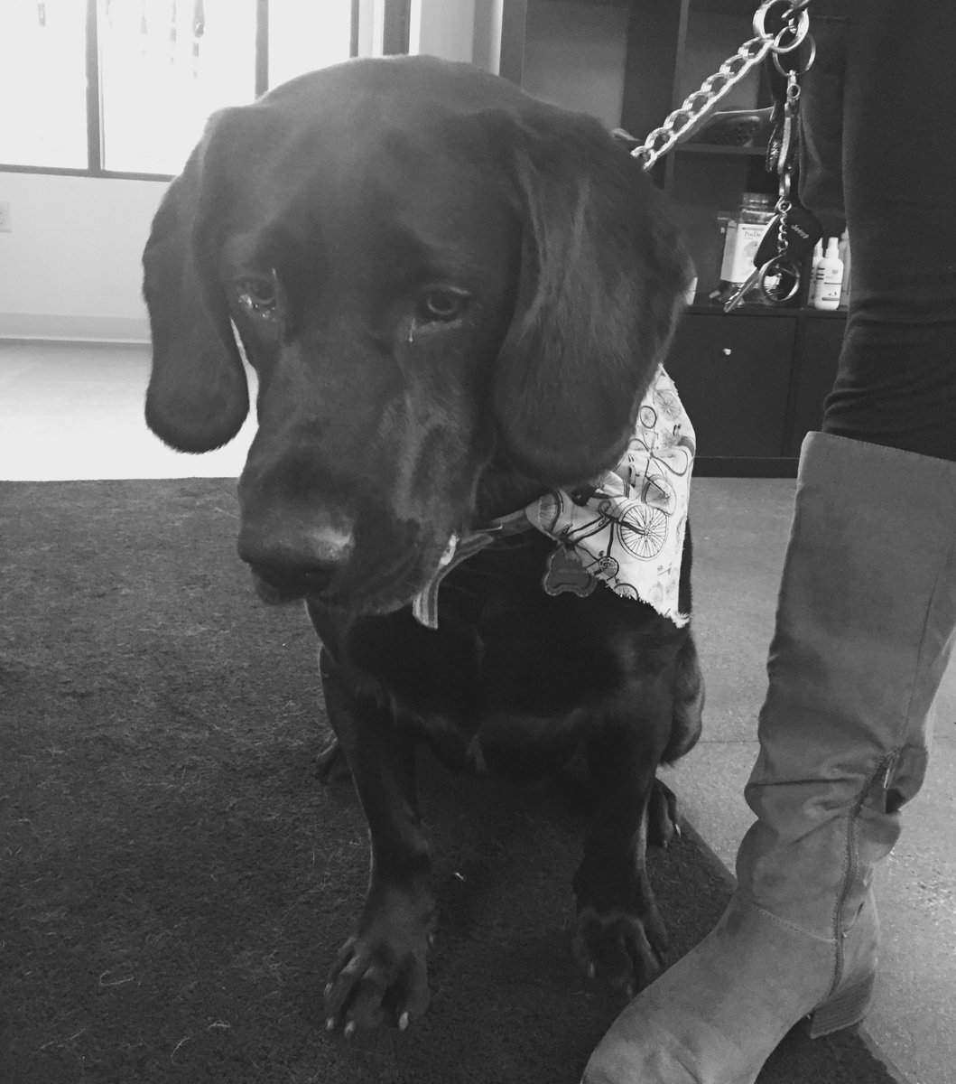 EastownVet's tweet photo. There are just so many things to look at in our office for Agent Coulson! #LabMix #CuriousPets #VetVisit https://t.co/anyV3y2ZQh