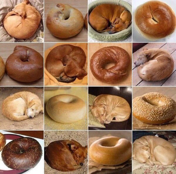 bagelsforlyfe's tweet photo. Puppy or bagel? https://t.co/R3GWX59nHf