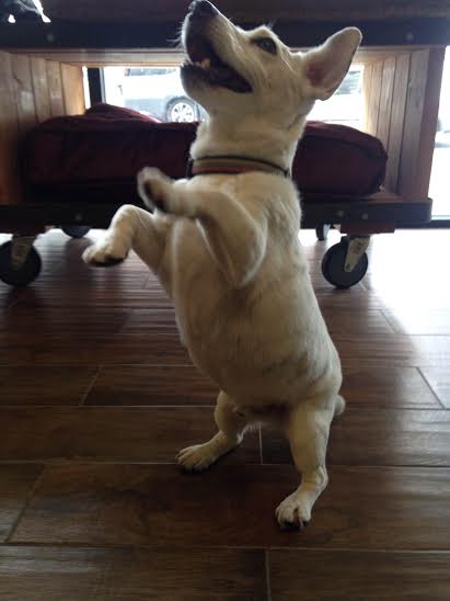 RubyandJacks's tweet image. George loves to show off his #dance moves while at #doggydaycare !