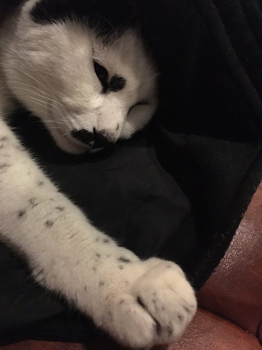 wakakyou's tweet photo. ふこふこの…ふこふこの布団を所望するぞ…
我輩が煎餅のような布団で満足すると思うなよ… https://t.co/297ShG9iY1