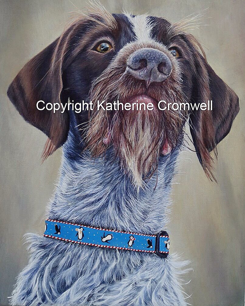 Kat_Cromwell's tweet photo. Eric is now complete #GWP #germanwirehairedpointers #gundogs #hunting #huntingdogs https://t.co/nFeKdlOjHe