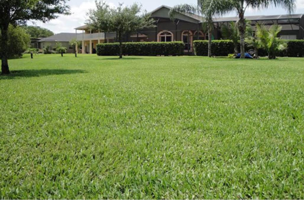 landscapegems's tweet photo. Beautiful healthy green grass! Happy ALMOST weekend! #Landscape #Florida https://t.co/vEwv14k6GM