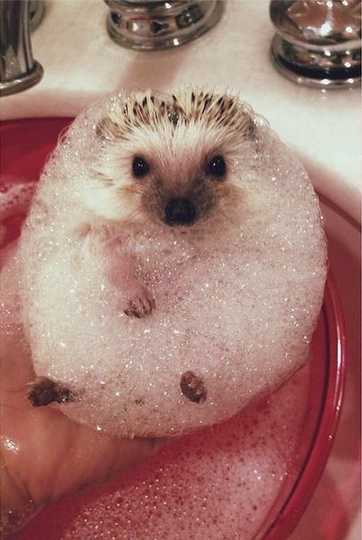 TheTrendyVegan's tweet photo. Wonder if he uses a body scrub?? #cute #labosh #scrub #hedgehog #adorable https://t.co/s6IgGEwMkp