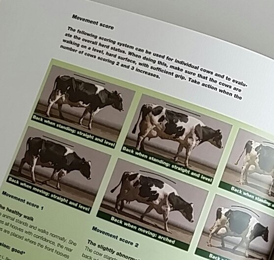 MelleLeenstra's tweet image. Practical guide to dairy cow mgt Advanced EastAfrican edition. Basic edition forthcoming. 
cowsignals.co.ke