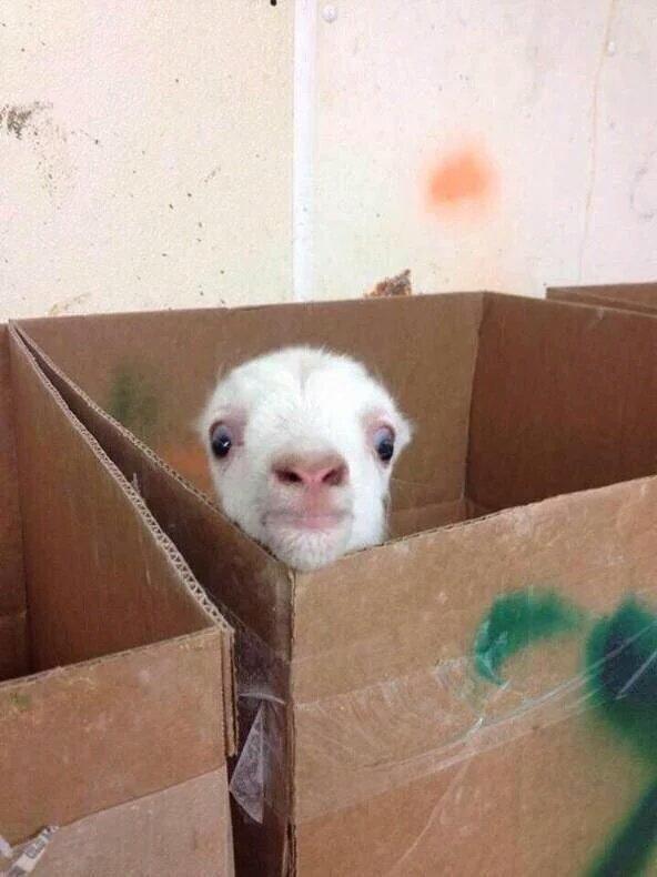 StumblerVideos's tweet photo. When you home alone taking a shower and you hear a noise https://t.co/Xrj1JtMMa9