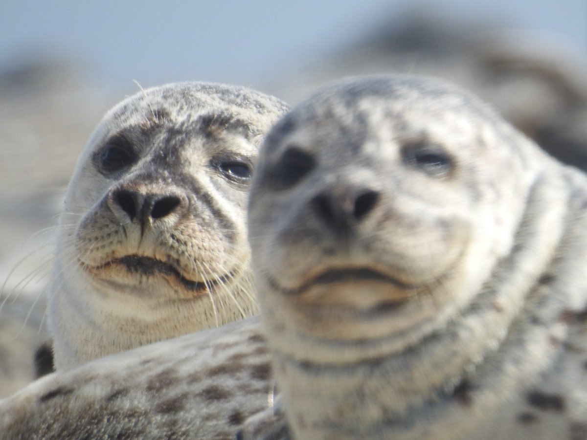 AIDAecki's tweet photo. Ostern auf #Helgoland #Seehunde gucken. https://t.co/c1aMSMqYYn
