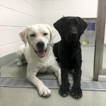 Photo by S.E. Guide Dogs (@DogGuideTrainer)