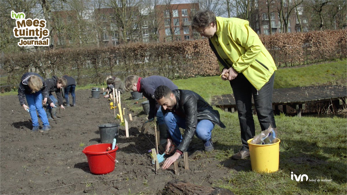 Oude uien of aardappels met uitlopers weggooien? Welnee, gewoon planten! Morgen meer in t #IVN #Moestuintje Journaal