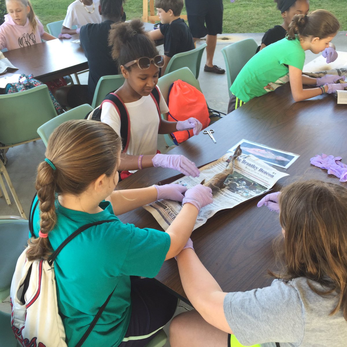 A little shark dissection fun this morning!