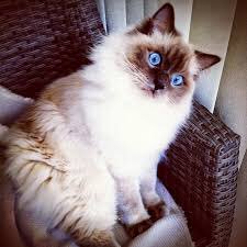 dailycatdosage's tweet photo. His eyes are beautiful❤️❤️ https://t.co/hpO63fF4nJ