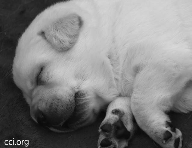 canineorg's tweet photo. Cast your ballot and help name a puppy. Today is the last day to VOTE. Visit > https://t.co/aHIT0QyLf6 https://t.co/DSNUMPwIXX