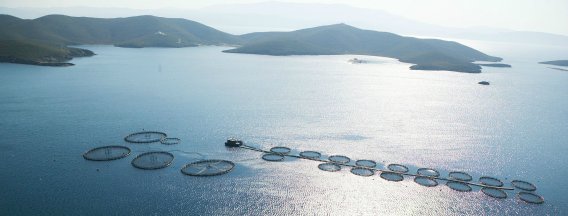 #Aquacultuur ondernemer en meer weten over #subsidieregeling? Kom 20 april naar infosessie bit.ly/1q5SdlE