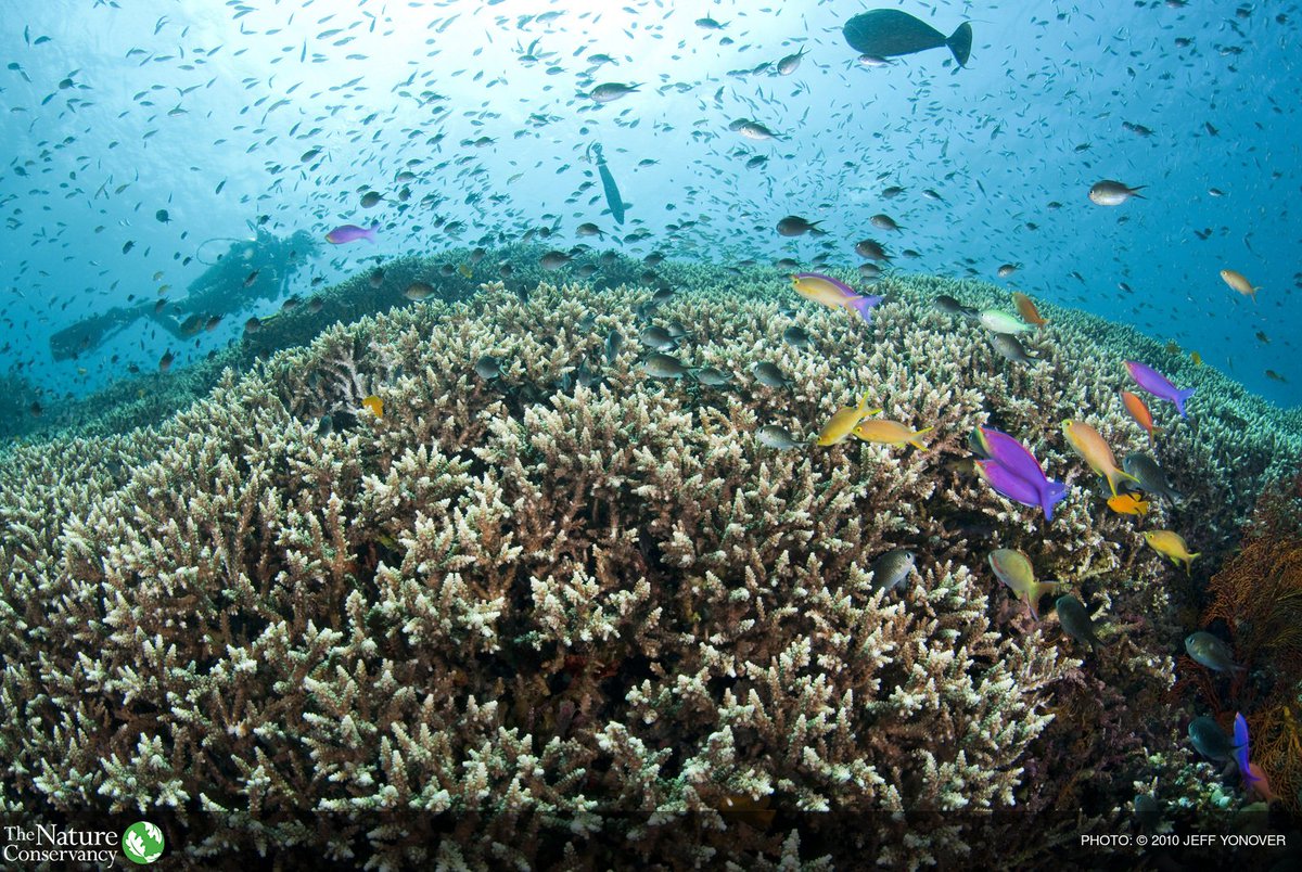 If helped, our oceans are resilient. We must work together to ensure their future. bit.ly/1RLkzYu #highseas