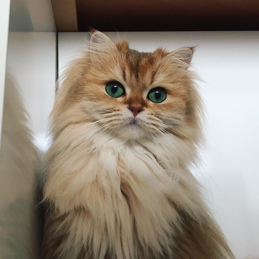 NekoIRLcom's tweet photo. #NekoIRL smoothiethecat loves cats! Mentally preparing for my birthday tomorrow. #smoothiethecat#cat#catsofinstagra… https://t.co/ZLQDHyT36p