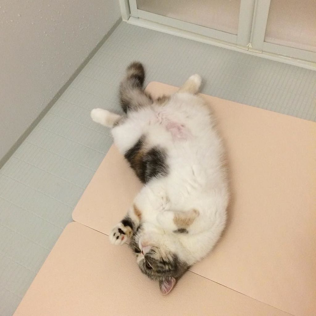 NekoIRLcom's tweet photo. #NekoIRL mojecha loves cats! 2016.03.31
お風呂でもやることは同じ https://t.co/6WdxlKBpeO
