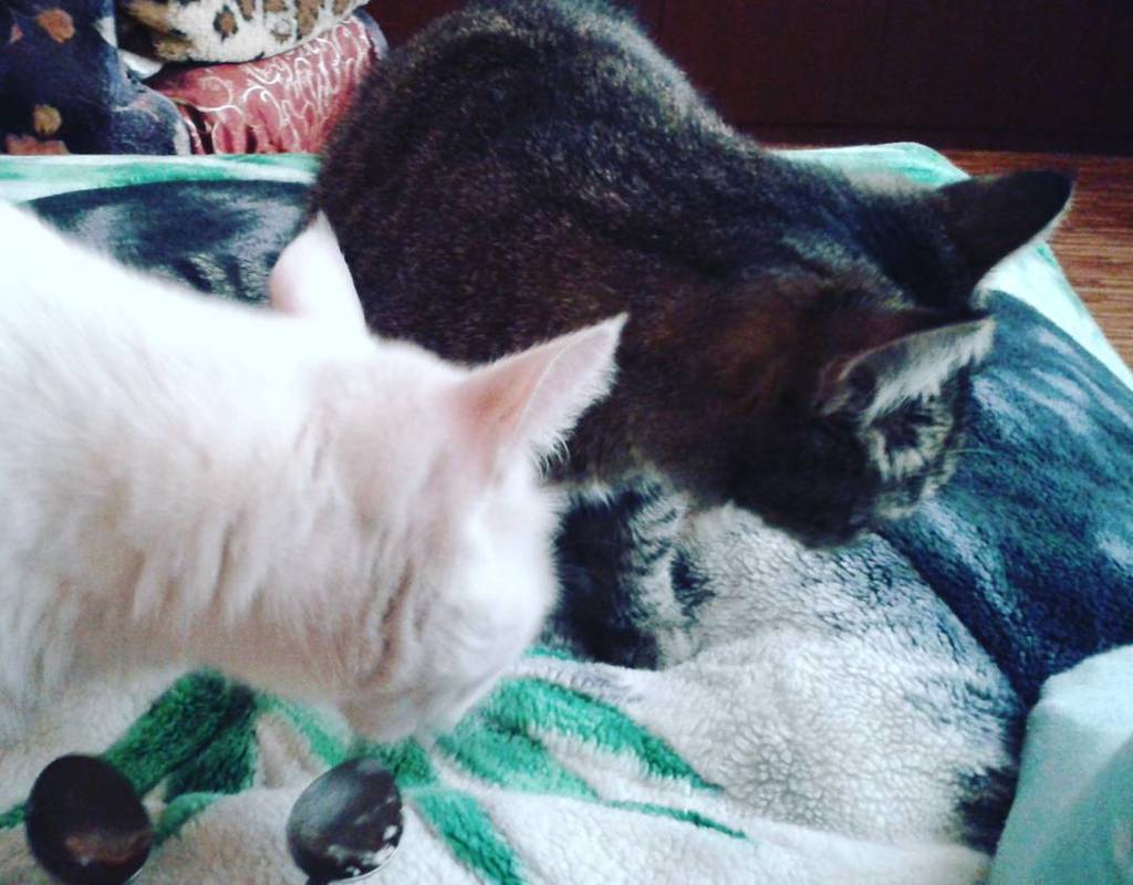 NekoIRLcom's tweet photo. #NekoIRL yana_yakunina76 loves cats! На горизонте Настя. Готовность номер1 #cat #cats #catsofinstagram #instacat #i… https://t.co/YnwCyCn1hn