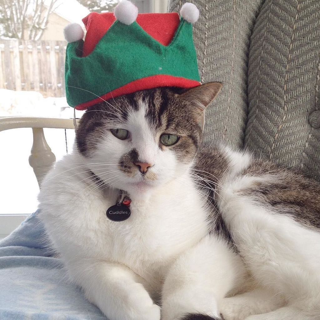 NekoIRLcom's tweet photo. #NekoIRL cuddleschica loves cats! I was not amused in Christmas of 2014! #cuddleschica #throwbackthursday #adorable… https://t.co/bXY69LEn3N